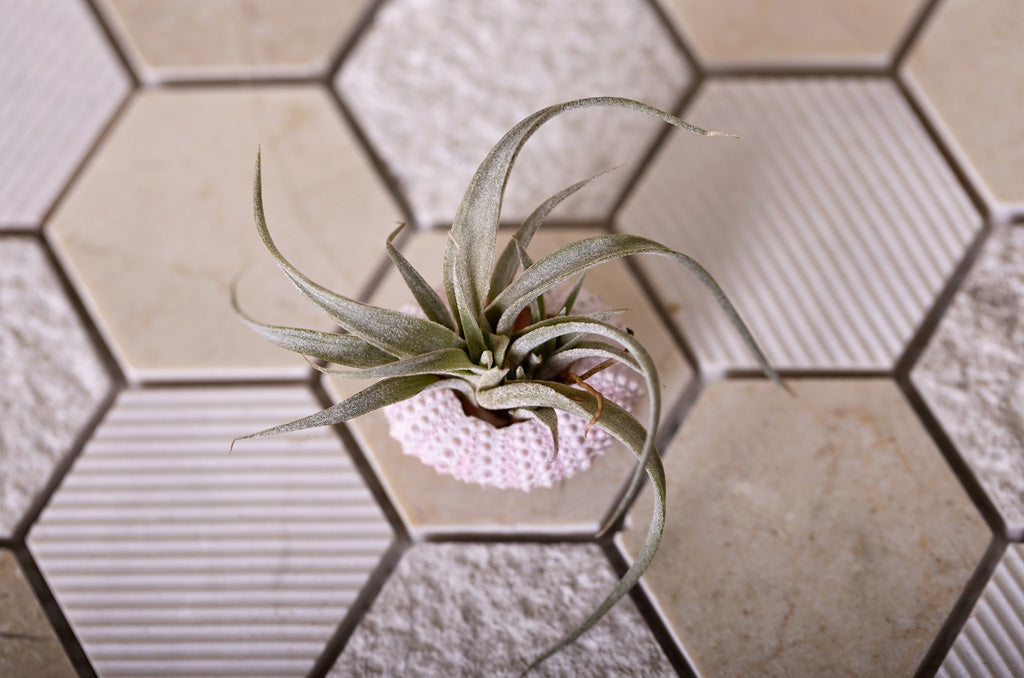 Beige 12x12 Hexagon Polished Etched Marble Mosaic Tile (5 pack, 4.92 sq ft/case) - Sample