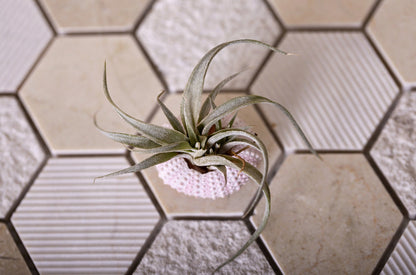 Beige 12x12 Hexagon Polished Etched Marble Mosaic Tile (5 pack, 4.92 sq ft/case) - Sample
