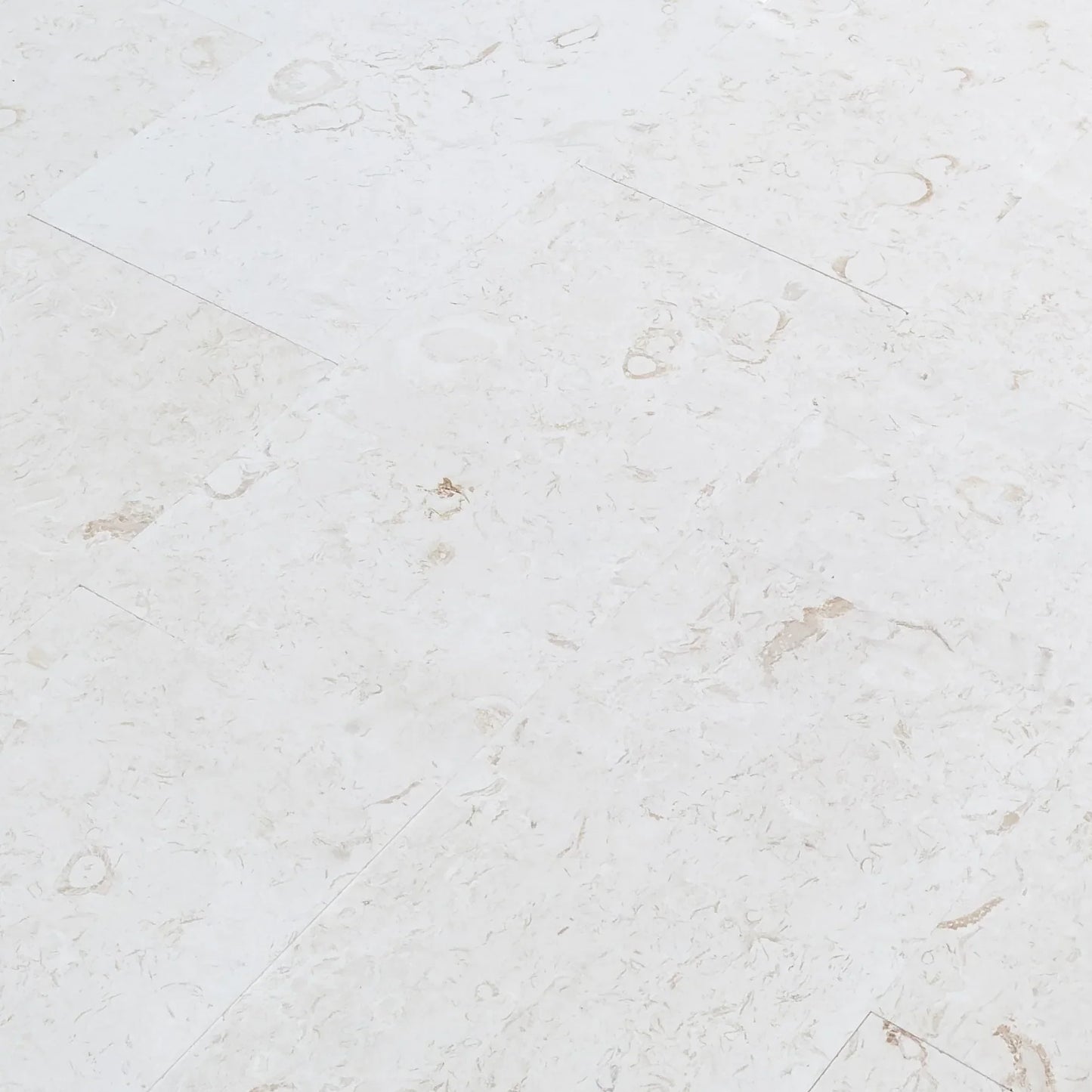 Shell Stone White Limestone Tiles Floor and Wall Tile